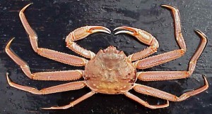 The tanner crab, Chionoecetes bairdi. From NOAA via Wikipedia.
