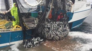 Rolling a bag of fish on to the deck of F/V Celtic, a 58â€™ Hansen purse seiner fishing out of Sand Point in 2015.