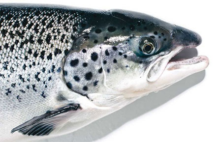 An "AquAdvantage Salmon", the first FDA-approved genetically modified animal for human consumption in the U.S.A. 