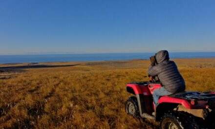 As climate change threatens subsistence, Savoonga is going from reindeer herding to a red meat industry