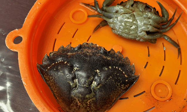 ‘Explosion’ of invasive European green crabs reported in Southeast Alaska