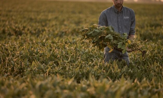 American farmers are hurting. Trump’s trade war is making it worse