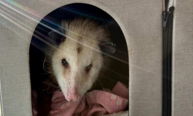 Grubby, a stowaway possum turned Alaska celebrity, has died