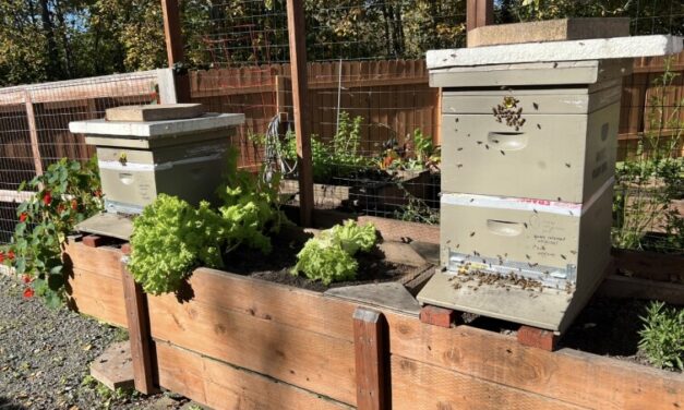 Raising bees and harvesting honey in Alaska | Hometown, Alaska