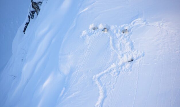 Extreme avalanche seasons can spur major mountain goat population declines