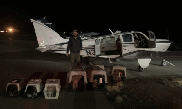 After village evacuations, Bethel nonprofit steps in to save dogs