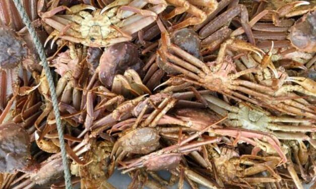 ADF&G says too few Tanner crabs to open fishery in Kodiak this January