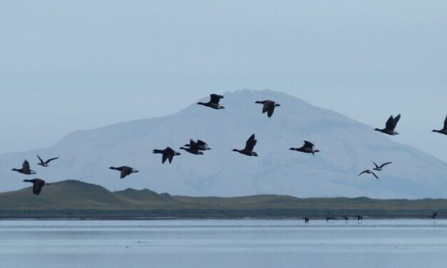 Tribes and environmental groups sue to stop road planned for Alaska wildlife refuge