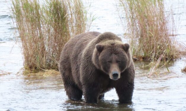 New lawsuit seeks to block revived bear-culling program in Western Alaska
