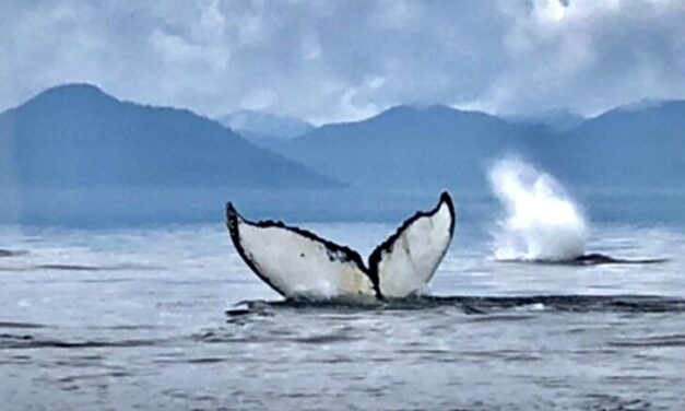 Do you ever hear whale sounds? This biologist wants you to tell him about them