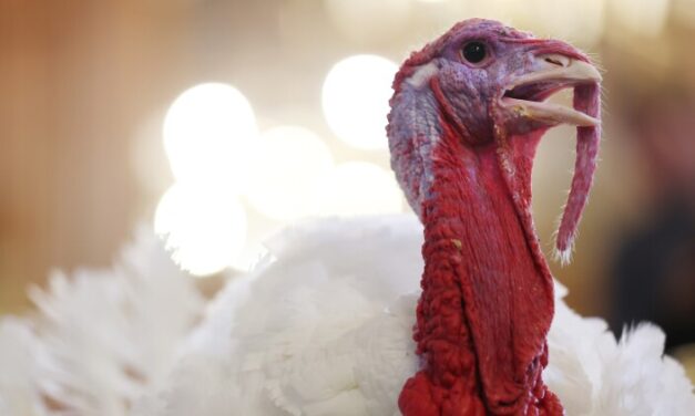 How the turkey trotted its way onto our Thanksgiving tables — and into our lexicon