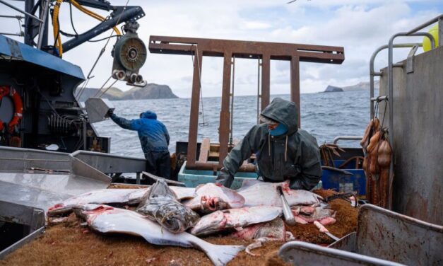Off Alaska’s coast, halibut abundance and size pose challenges to fishermen and orcas