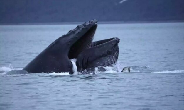 A new technology aims to help ships avoid hitting whales
