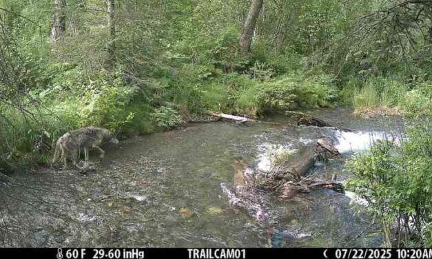 An increase in Anchorage wolf encounters spark curiosity, not alarm