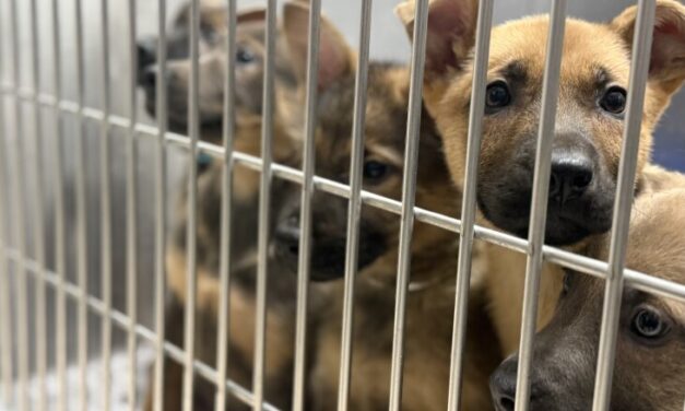 Abandoned at a transfer site, all 9 of these puppies were adopted from a Fairbanks shelter in 1 day