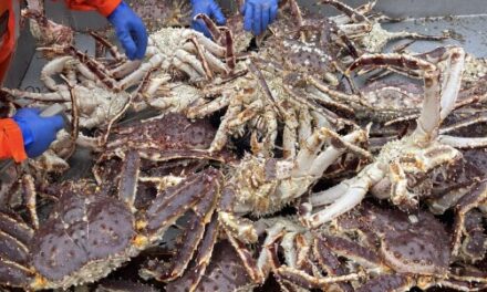 Unalaska takes Pribilof Island’s king crab deliveries after processor breaks down