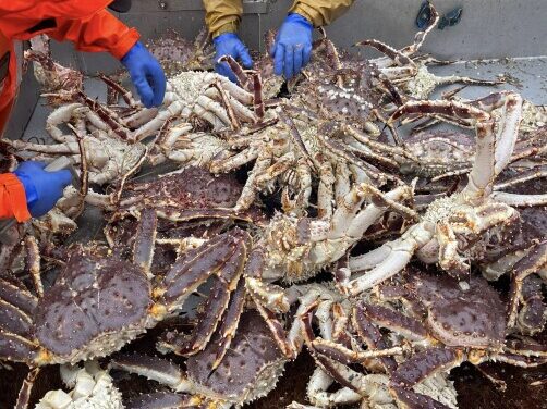 Unalaska takes Pribilof Island’s king crab deliveries after processor breaks down
