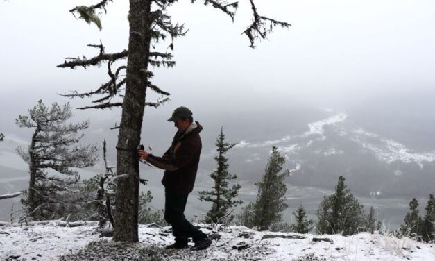 ‘Can they adapt?’: Researchers watch for signs of lynx in the Chilkat Valley