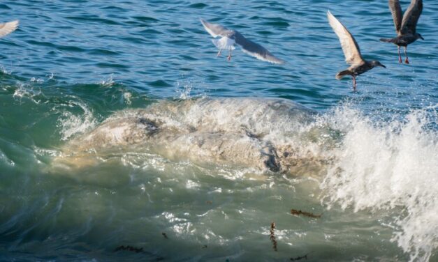 Third humpback whale found dead in Unalaska since October