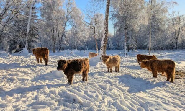 Homesteading, Highland cows and hugs | Hometown, Alaska