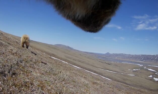 Camera-wearing grizzlies are showing scientists how they survive in the Arctic