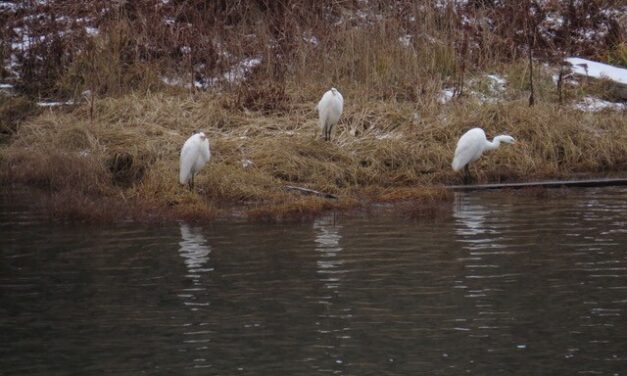 Great Egrets arrive in Unalaska for the first time, likely blown by Typhoon Halong