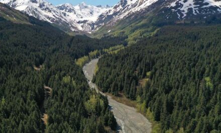 State seeks input for plan to boost logging in Haines