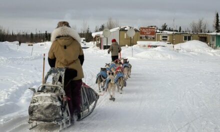 Josi Shelley still leads, more than halfway through Yukon Quest 750