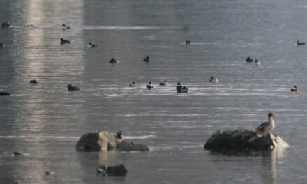 Unalaska birders spot 28 species during Great Backyard Bird Count